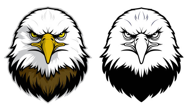 Eagle Head Front View vector art illustration