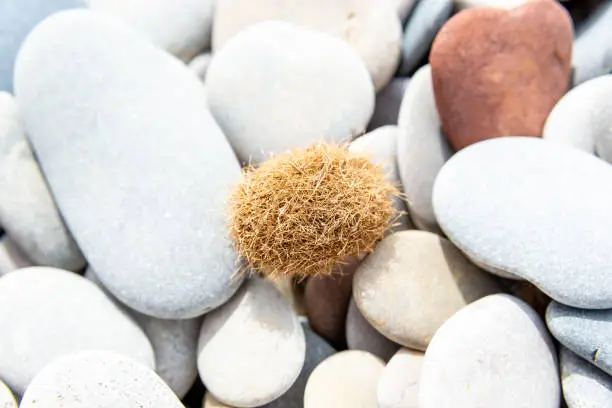 A solitary tumbleweed adds a touch of soft texture amidst a sea of smooth grey pebbles