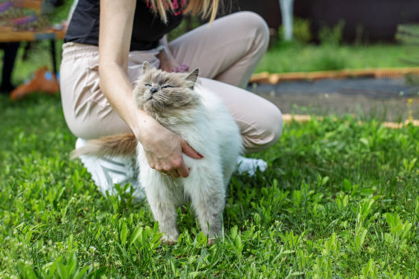 istock Owner Petting Content Himalayan Cat in Garden 2051426440