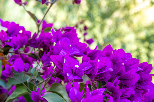 Cluster of vivid purple bougainvillea flowers adding color to the landscape in Guadalest