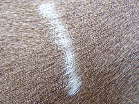 up close tan and white pit bull dog fur