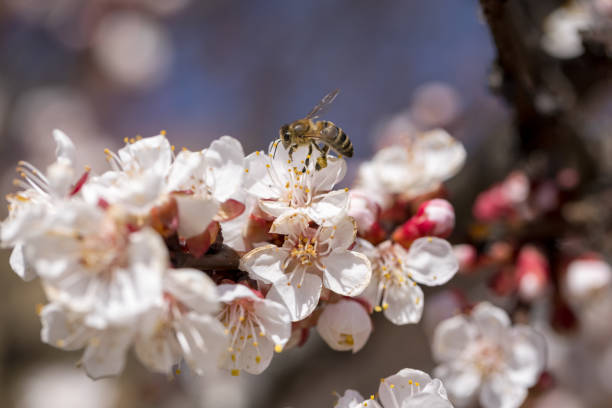 Cherry blossom branch and bee collecting nectar, selective focus. Beautiful background blur