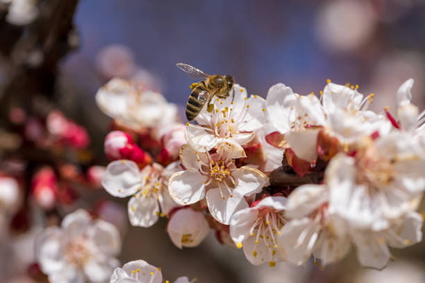 Las abejas recolectan néctar de las flores de cerezo. Enfoque selectivo, hermoso desenfoque de fondo - foto de stock
