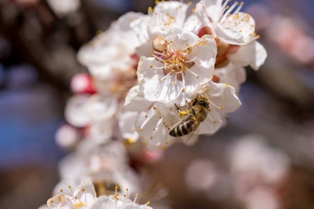 Cherry blossom branch and bee collecting nectar, selective focus. Beautiful background blur - foto de stock