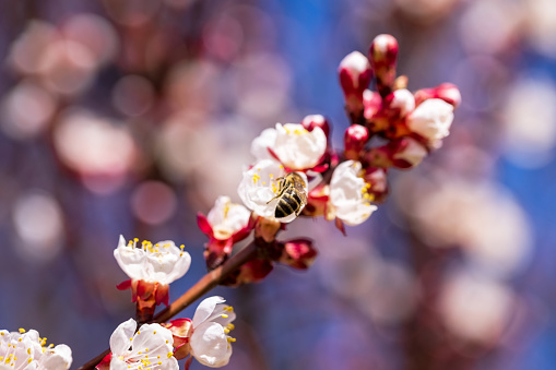 Cherry blossom branch and bee collecting nectar, selective focus. Beautiful background blur