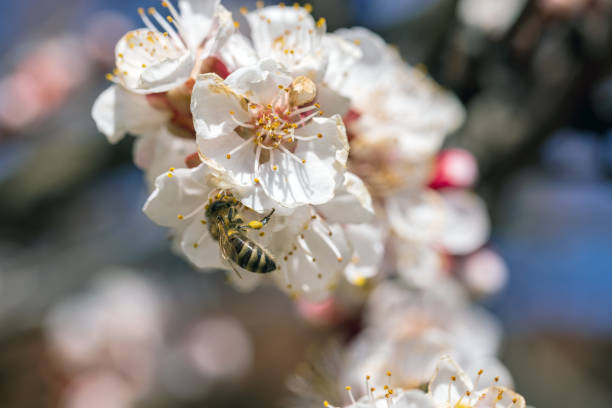 Bees collect nectar from cherry blossoms. Selective focus, beautiful background blur - foto de stock