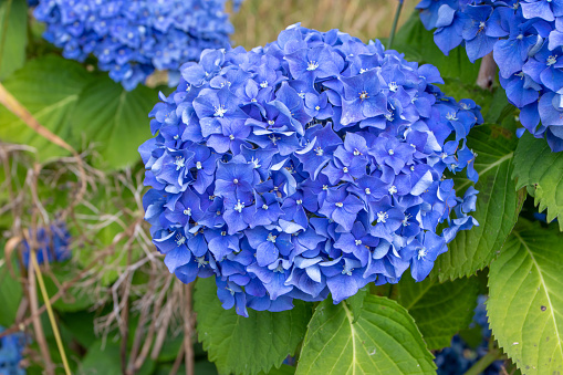 Blue hydrangea macrophylla flower head closeup. Hortensia flowering plant. Corymb inflorescence.