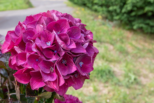 Bright purple hydrangea macrophylla flower head closeup. Hortensia flowering plant.