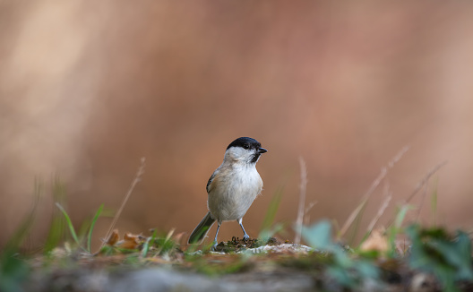 Black-Capped chickadee or Willow tit (Poecile montanus),  resting on an old stone wall covered in moss