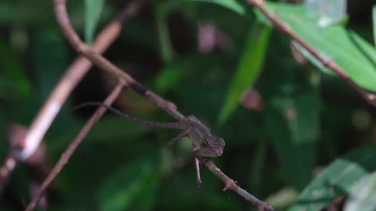 Zooming out revealing this lizard looking to the camera while resting on a small branch, Oriental Garden Lizard Calotes versicolor, Thailand