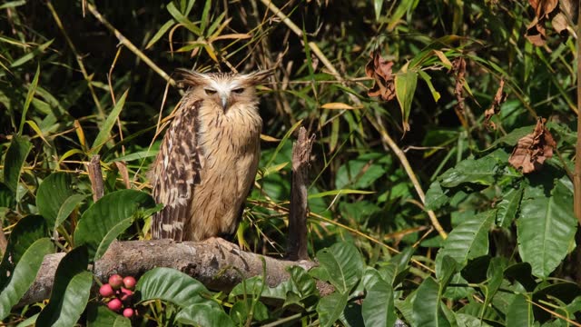 Looking to the right then looks down and towards the camera, Buffy Fish Owl Ketupa ketupu, Thailand