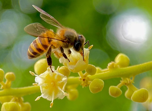 Macro of honey bees sucking flower pollen
