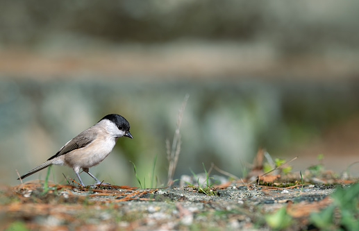 Black-Capped chickadee or Willow tit (Poecile montanus),  resting on an old stone wall covered in moss