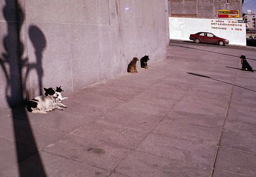Stray dogs enjo the sun on a Montevideo, Uruguay street in 1997