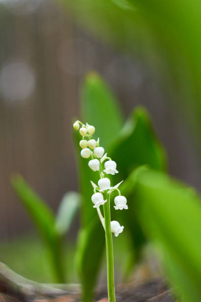 Lily-of-the-valley (Convallaria majalis) blooming in the spring forest.