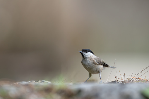 Black-Capped chickadee or Willow tit (Poecile montanus),  resting on an old stone wall covered in moss