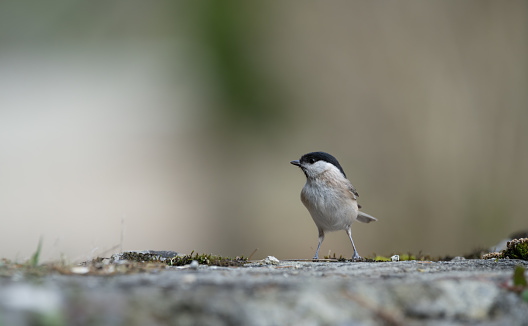 Black-Capped chickadee or Willow tit (Poecile montanus),  resting on an old stone wall covered in moss