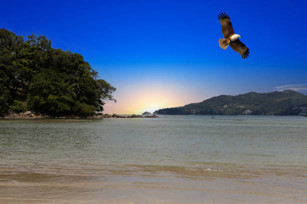 Patong Beach Phuket Thailand nice white sandy beach clear blue and turquoise waters and lovely blue skies with eagle in the Sky