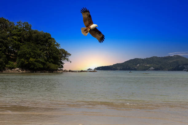 Falconry in Autumn