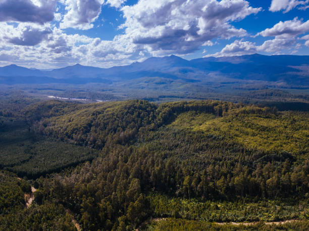 istock Old Growth Forest Logging in Styx Valley Tasmania Australia 2051576390