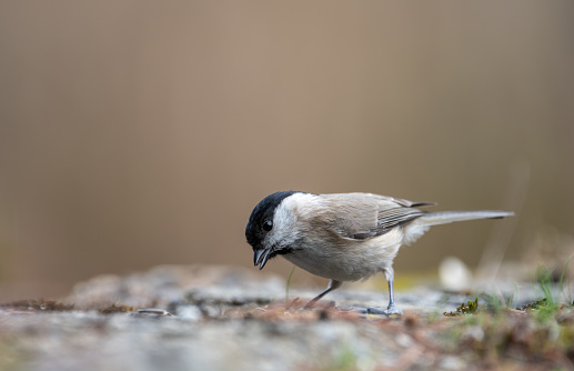 Black-Capped chickadee or Willow tit (Poecile montanus),  resting on an old stone wall covered in moss