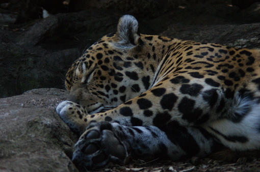 A jaguar sleeping