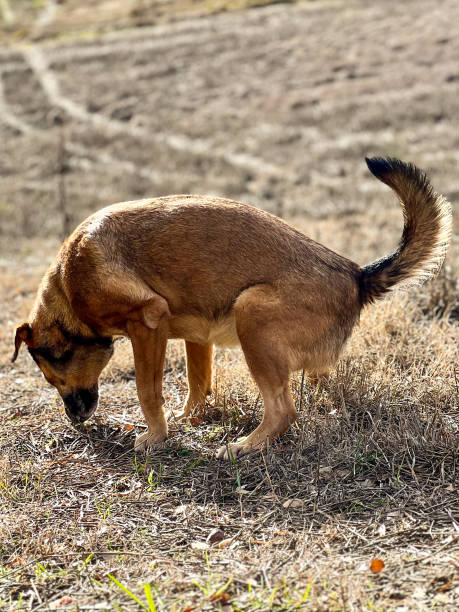 istock Vertical image of a dog relieving itself in the field 2051584113