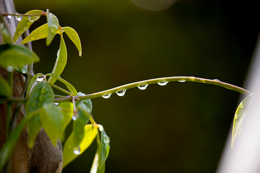 A leafy vine with illuminated water droplets running down it.