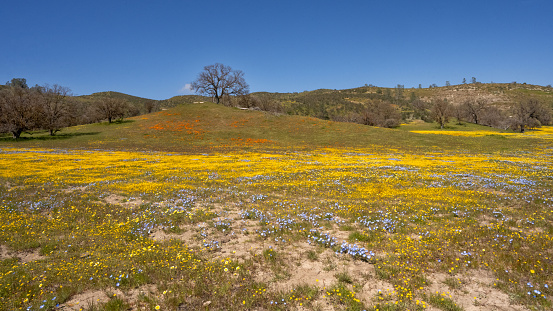 Wildflower and hills along  the side of Shell Creek Road in San Luis Obispo County, California.