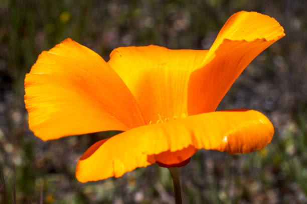 California poppy, Eschscholzia californica