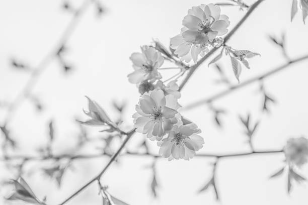 istock Pink cherry blossoms in soft style for the background. Sakura bloom in spring. Pink cherry flower, buds and leaves. Easter time. Bokeh. Selective focus. Black and White 2051613110