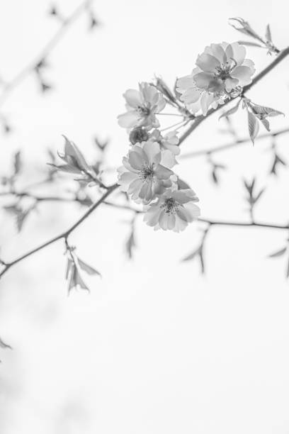 istock Pink cherry blossoms in soft style for the background. Sakura bloom in spring. Pink cherry flower, buds and leaves. Easter time. Bokeh. Selective focus. Black and White 2051614492