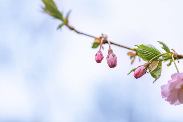 Pink cherry blossoms in soft style for the background. Sakura bloom in spring. Pink cherry flower, buds and leaves. Easter time. Bokeh. Selective focus