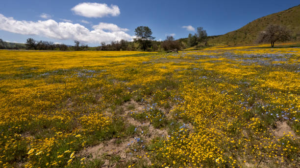 istock Wildflowers and Hills 2051639763