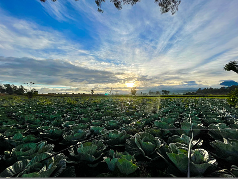 A field of cauliflowers ready to be picked, with neat rows of white and green flowers under a clear blue sky. The image conveys the promise of a bountiful harvest and the natural beauty of agriculture at its fullest.