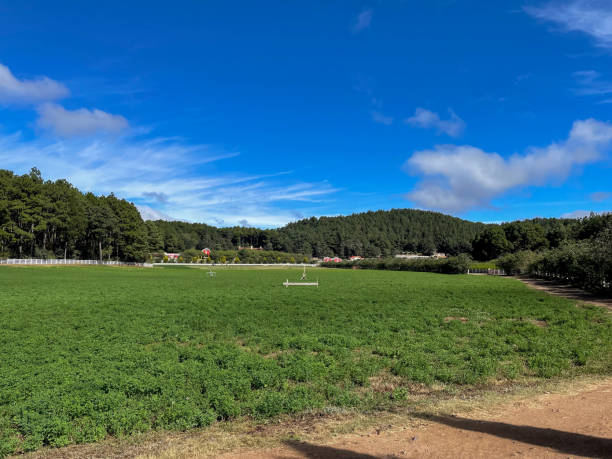 istock Agricultural Field in the Farm 2051640799