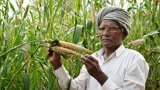 Farmer showing insects or caterpillar. Deadly caterpillar damaged whole crop of bajra or pearl millet.