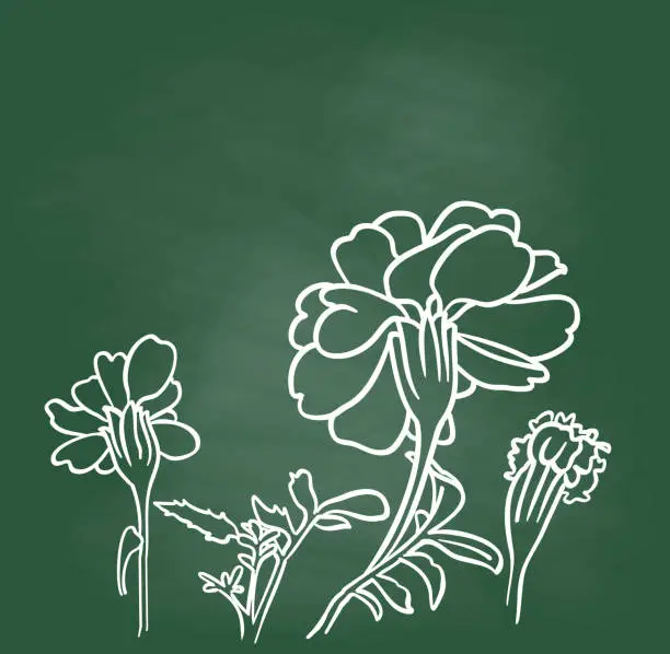 Vector illustration of Marigold Flowers Chalkboard