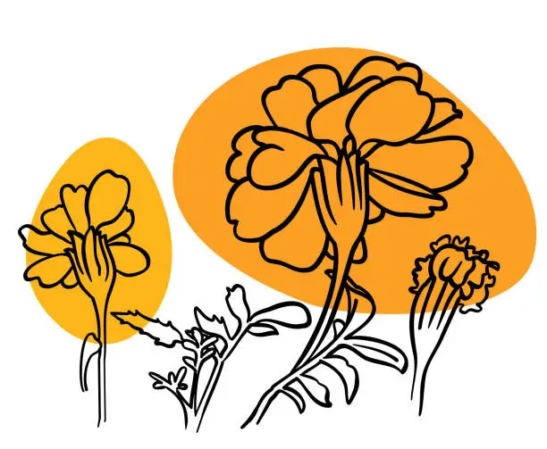 Vector illustration of Marigold Flowers