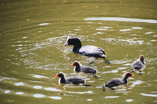Ducks and ducklings enjoying lake side