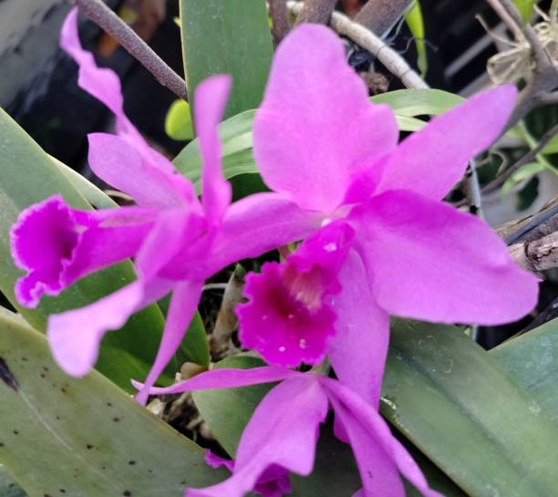 Guarianthe Skinneri bright pink beautiful flowers of guarianthe skinneri skinneri stock pictures, royalty-free photos & images