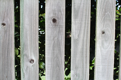 Close up of planks of a wooden fence with green leaves peaking through the gaps