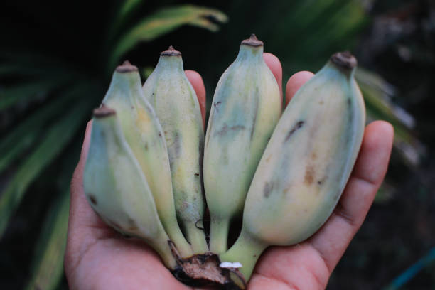 fresh green banana