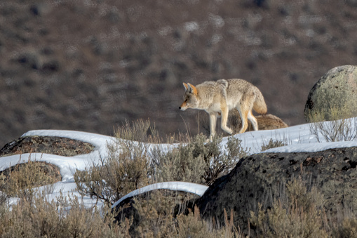Coyote walking on snow patch in Yellowstone's Lamar Valley in Wyoming in western USA of North America.