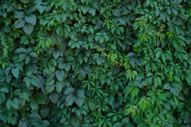 istock Natural background, dense green foliage.Green wall and hedge. 2051791986