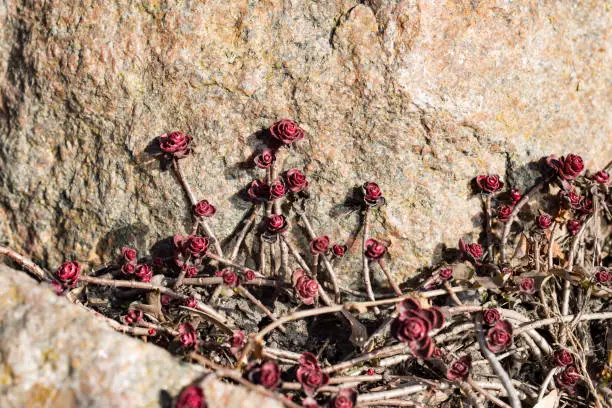 A beautiful burgundy-red rose-shaped leaves Sedum spurium on a rock in close-up.