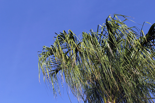 Fan palm trees grouped together.