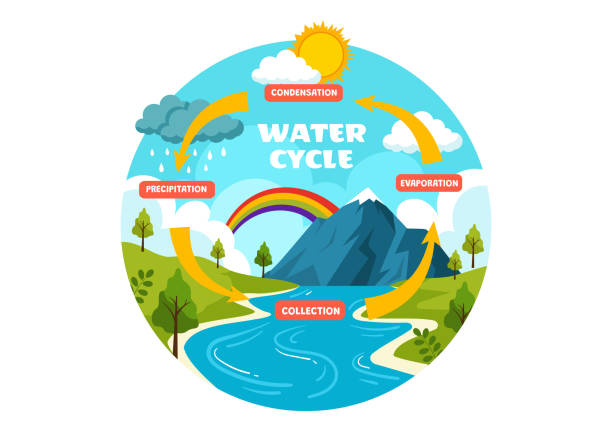 stockillustraties, clipart, cartoons en iconen met water cycle vector illustration with evaporation, condensation, precipitation to collection in earth natural environment in flat cartoon background - waterkringloop