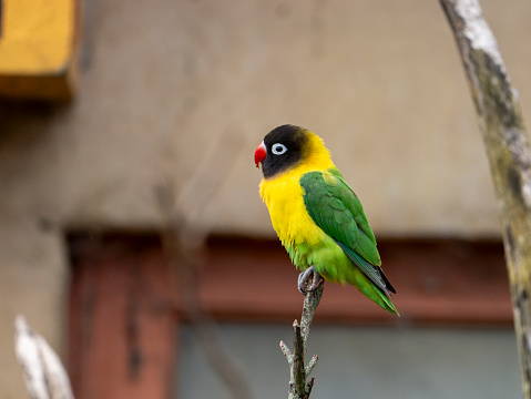 Yellow-collared lovebird