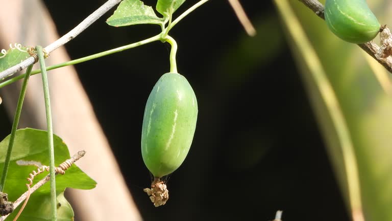 Ivy Gourd - food- seeds . green.